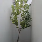 Apartment Atalaya